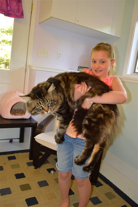 Author: North Carolina. . Hill range maine coon cattery reviews
